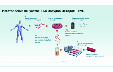 Рынок искусственных кровеносных сосудов с применением полимеров достигнет $2,4 млрд